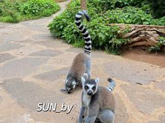 -云南野生动物园