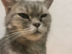 -猫色咖啡·猫咖