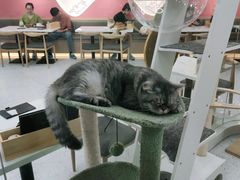 -喵园·猫主题咖啡厅·撸猫·猫咖(国贸店)