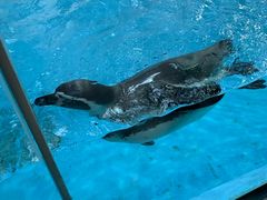 -帝企鹅自助餐厅•儿童岛•真企鹅(长隆企鹅酒店)