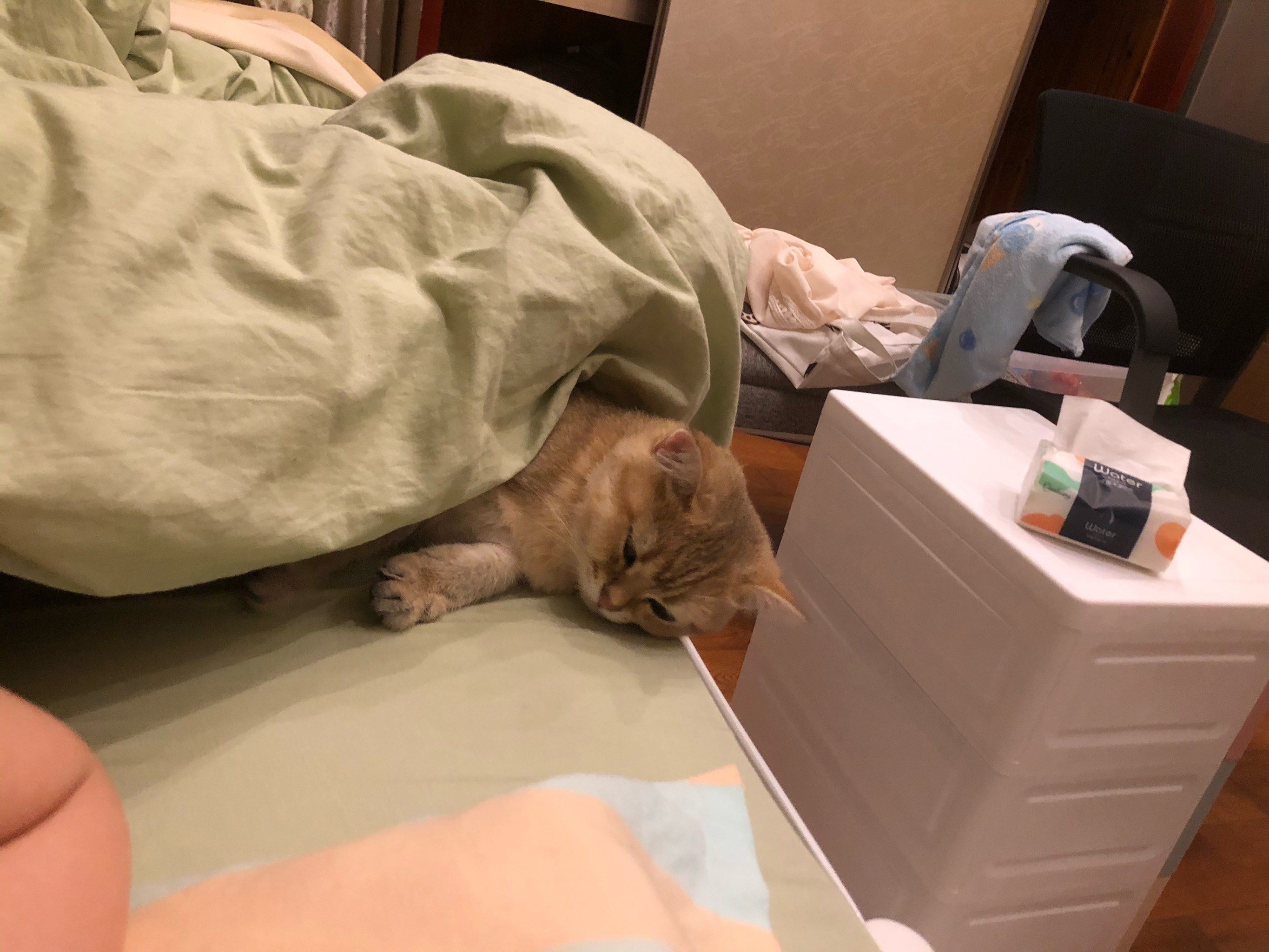 天冷了自己钻进被窝的小猫