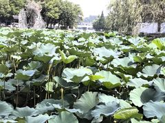 -鲁镇