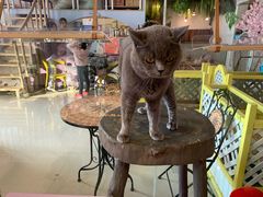 -70cat德文卷毛猫·缅因猫纯种猫舍