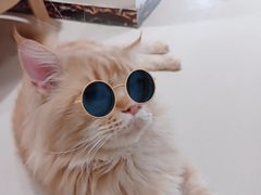 -藏猫猫咖啡主题馆(中央大道店)