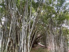 -深圳龙潭公园