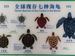 -广东惠东海龟国家级自然保护区