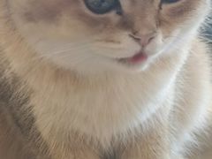 -藏猫猫咖啡主题馆(中央大道店)