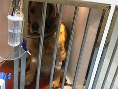 -瑞派·关忠动物医院·异宠专科·犬猫肿瘤·皮肤专科(望京店)