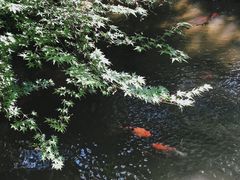 -杭州植物园