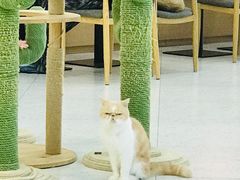 -喵园·猫主题咖啡厅·撸猫·猫咖(国贸店)