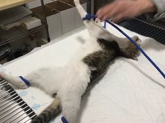 -灵美宠物诊所