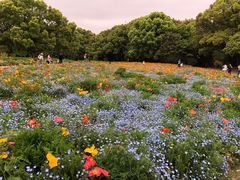 -上海共青森林公园