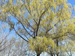 -长白岛森林公园