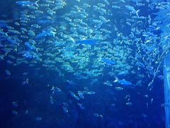 -江和美海洋公园