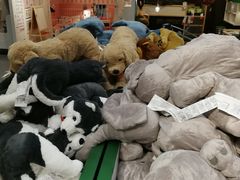 -宜家家居(西安未央商场店)