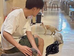 -藏猫猫咖啡主题馆(中央大道店)