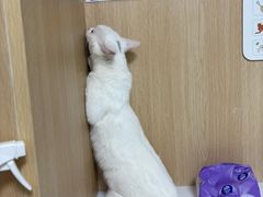 -谐和益家动物医院·免疫绝育·血液透析·宠保定点医院(高新伊藤分院)
