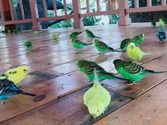 -南宫五洲植物乐园