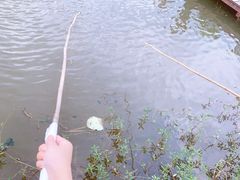 -同銮特种养殖场·龙虾垂钓