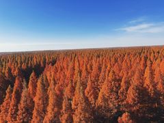 -黄海国家森林公园