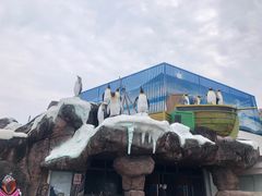 -海合安成都极地海洋公园