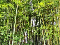 -红山村