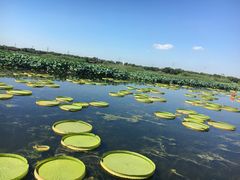 -荷塘月色湿地公园·向阳花洲