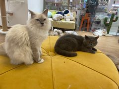 -1013 PET SHOP精品宠物商店(丁香店)