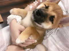 -豆柴町-柴犬主题狗咖(红鼎国际C座店)