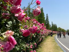 -习家池