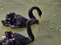 -盐城丹顶鹤湿地生态旅游区