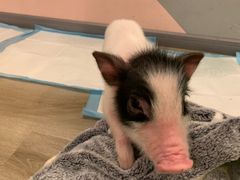 -浣熊柯尔鸭土拨鼠·电玩咖