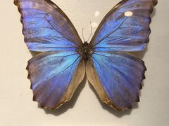 -上海昆虫博物馆