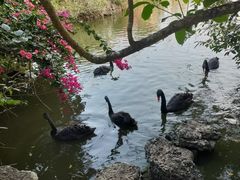 -海南热带野生动植物园
