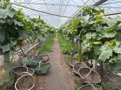 -马陆小张葡萄园农家乐