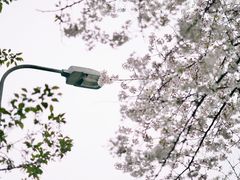 -武汉大学-樱园