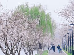 -羊山湖公园