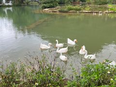 -靖西鹅泉风景区