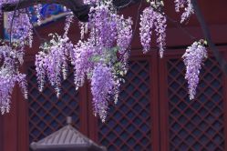 -Cindy Jewelry·钻戒·彩色宝石