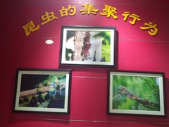 -上海昆虫博物馆