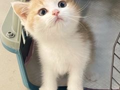 -lincat·猫舍(广州店)