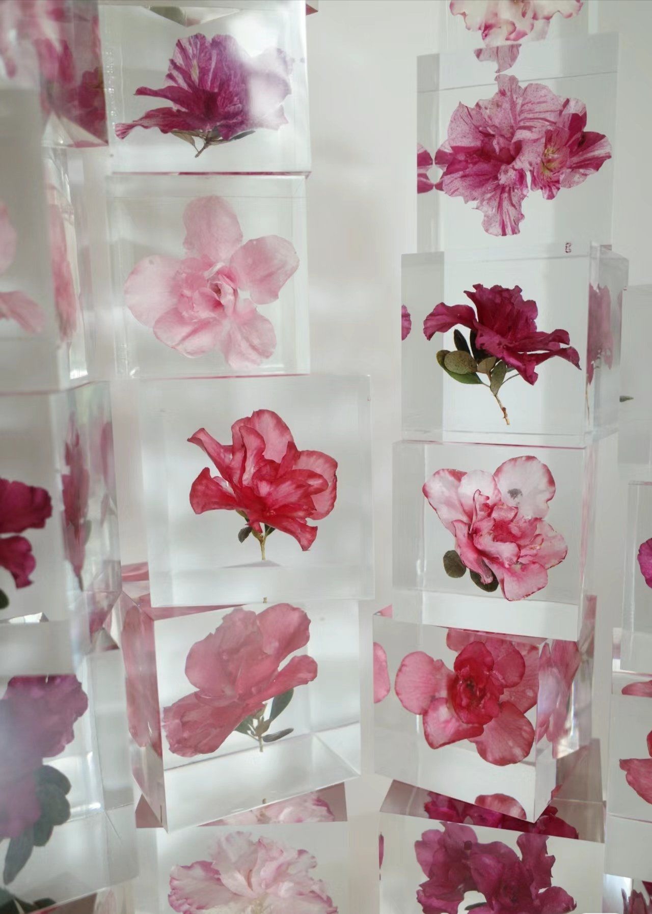 春天的植物标本