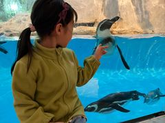 -帝企鹅自助餐厅•儿童岛•真企鹅(长隆企鹅酒店)