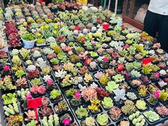 -中环花鸟鱼虫市场