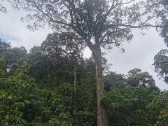-海南热带雨林国家公园吊罗山景区