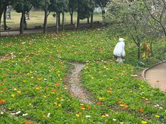 -天适樱花悠乐园