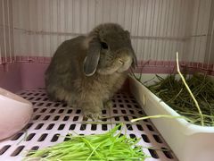 -美联众合动物医院·24h转诊中心