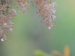 -狐尾山公园