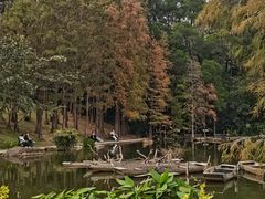 -深圳仙湖植物园