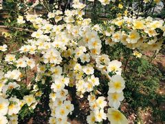 -大兴滨河森林公园